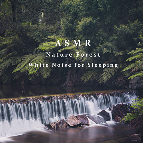 貴族音樂深度睡眠 – 白噪音深眠 自然森林之聲