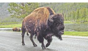 Buffalo [2007]