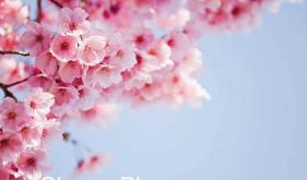 Cherry Blossom [2022]