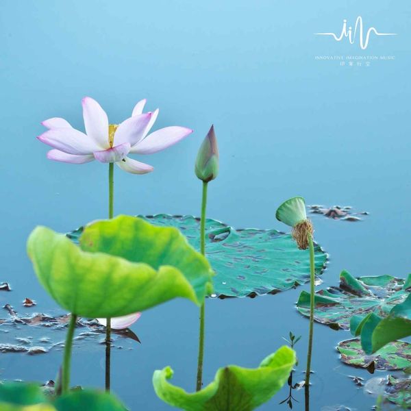 每日佛乐《洗涤心灵古筝曲｜每日一听佛乐｜打坐修禅｜感受大自然》