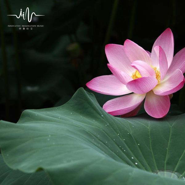 禅修音乐盒《荷花戏水｜每日一听古琴佛修曲｜冥想静坐｜沉浸式放松》