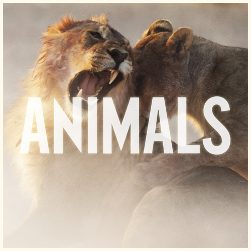 Maroon 5 魔力红-《Animals》